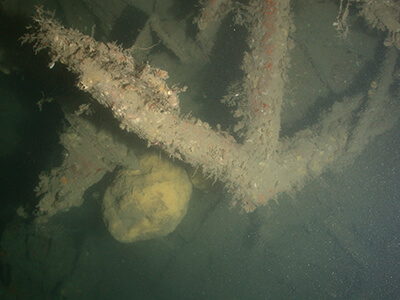 An anchor of a shipwreck