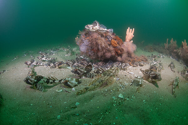 Several brown and white fish swim near part of a ship wreck
