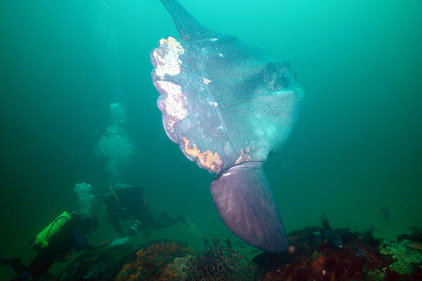 a sunfish swims past divers examening a shipwreck