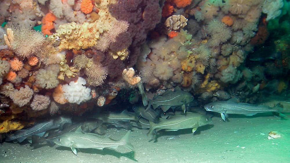 sanctuary's seafloor with some fish