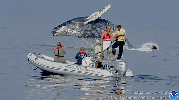 People on a raft watch as a whale breaches