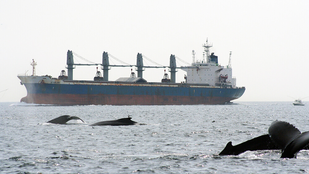 Whales swim near a large ship