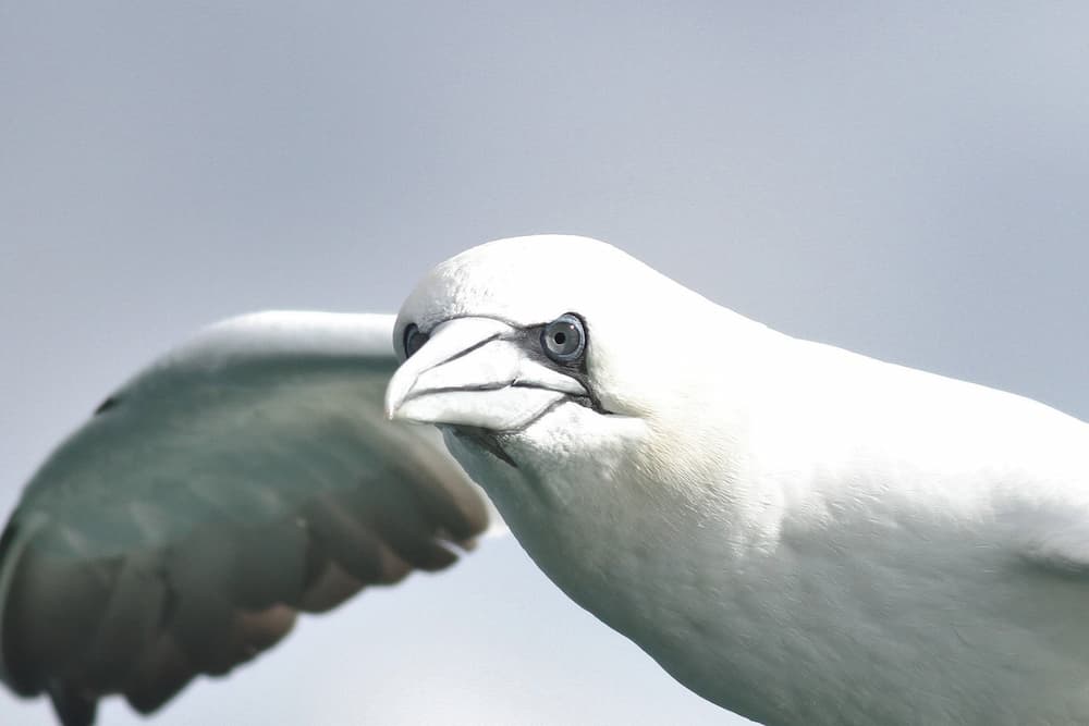 The northern gannet’s staring