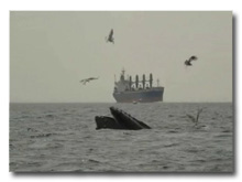 Humpack whale and ship