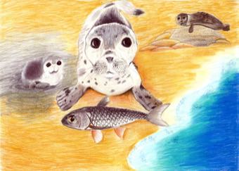 Harbor Seals and Fish