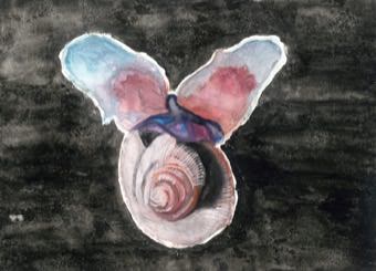 Pteropod