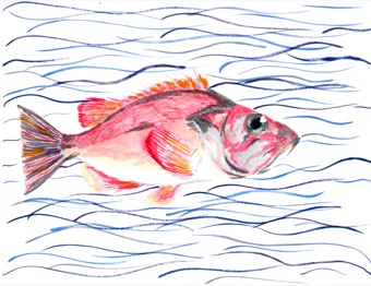 Acadian Redfish
