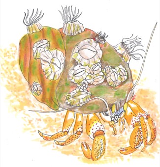 Acadian Hermit Crab