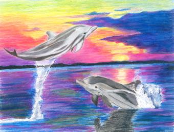 Atlantic Whihte-beaked Dolphins
