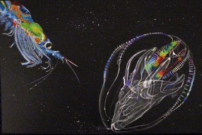 Krill and Beroe's Comb Jelly