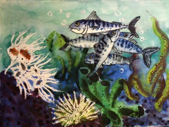 Mackerel, Hydroids, Sea Urchins and Finger Sponge