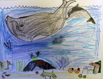 Right Whale, Dolphin and Sea Life
