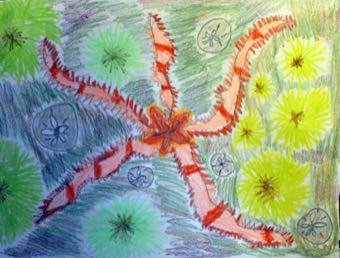 Brittle Star, Sea Urchins and Sand Dollars