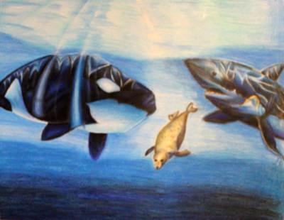 Orca, Gray Seal and White Shark
