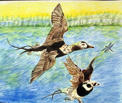 Painting of two Wood duck