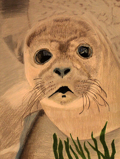 Close up painting of a Gray Seal