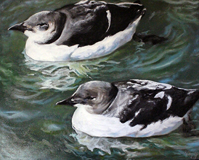 Thick-Billed Murres