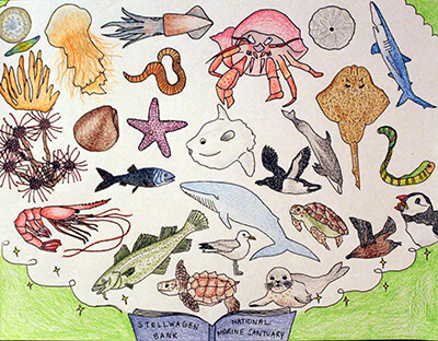 Biodiversity Illustrated