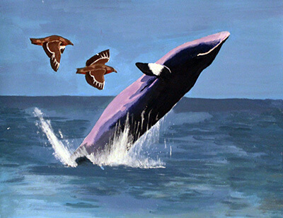 Minke Whale & Great Skuas