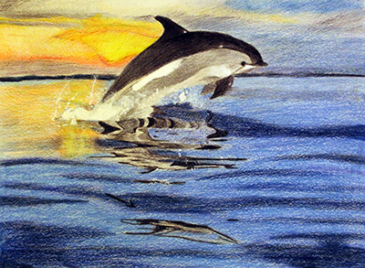 White-Sided Dolphin