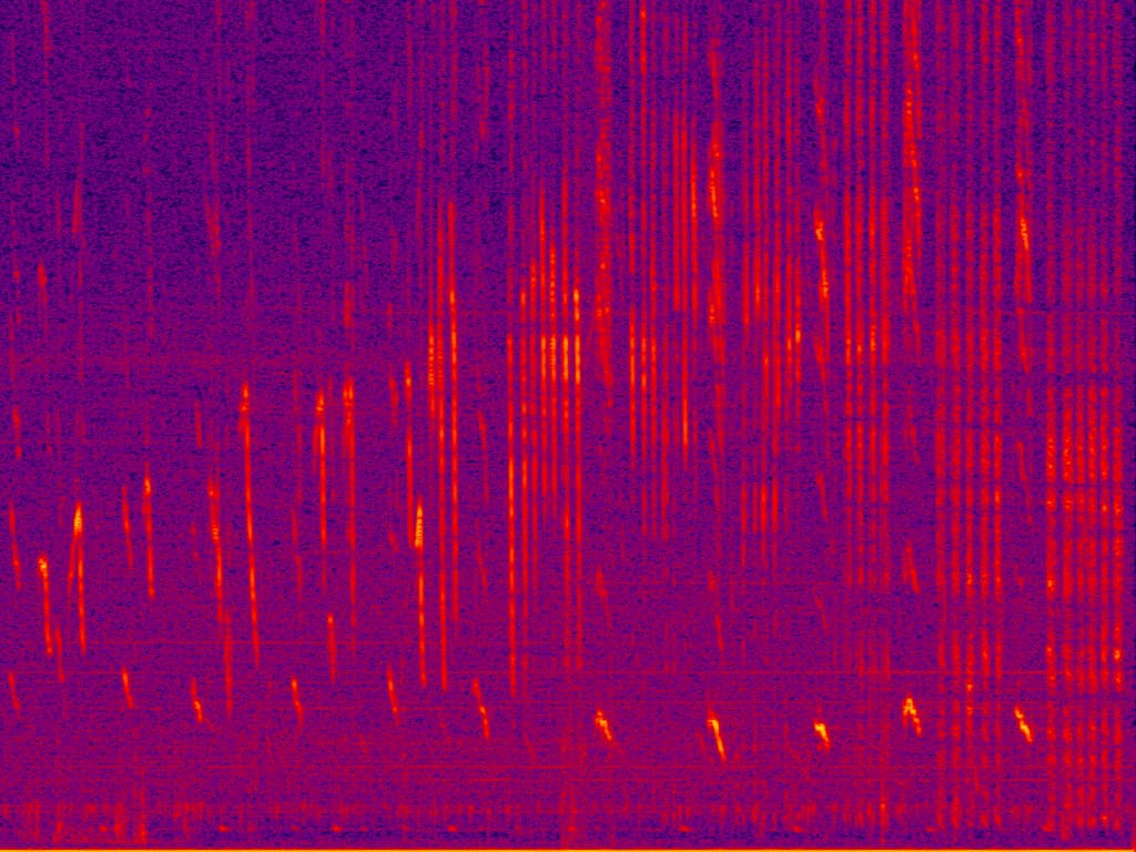 spectrogram image of whale sound