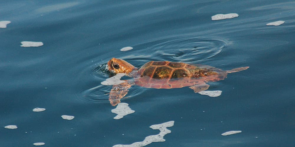 a loggerhead turtle swimming at the water's surface