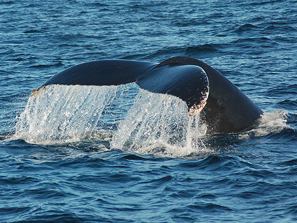 whale tail breaching the water