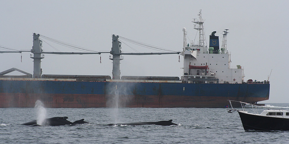 Whales surface for air with a large container ship in the background