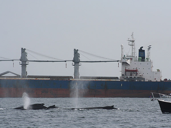 whales swimming with a shipping vessel in the background