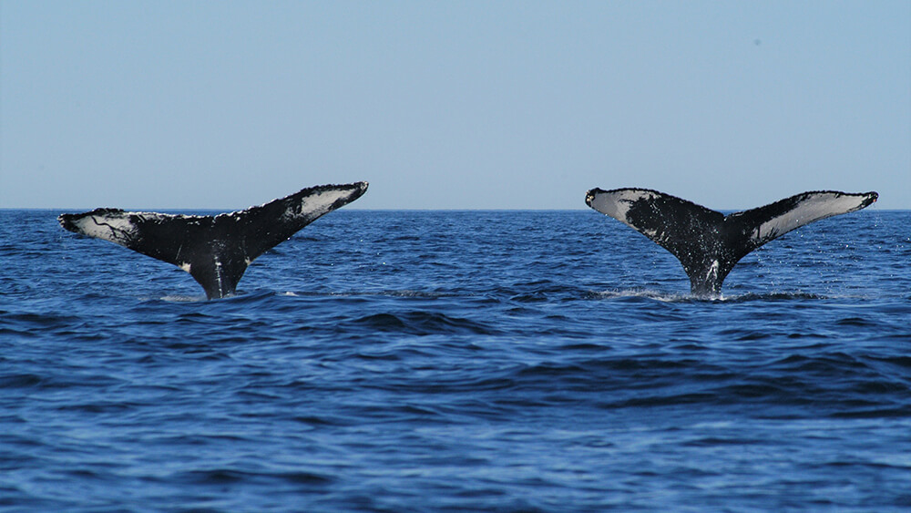 Two whale flukes