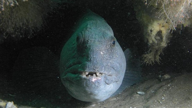 A Gray fish with teeth peers out of a small opening