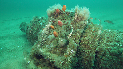part of a shipwreck covered in marine growth