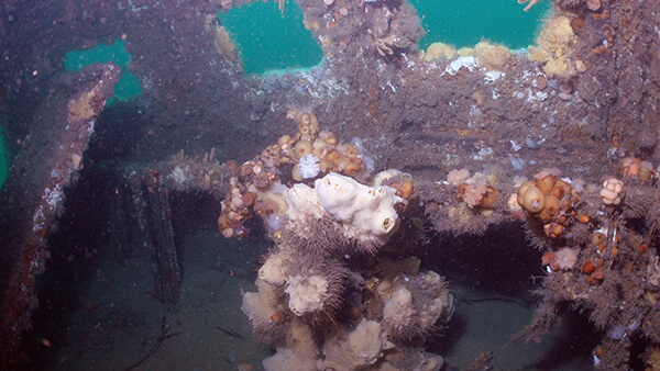 The interior of a shipwreck