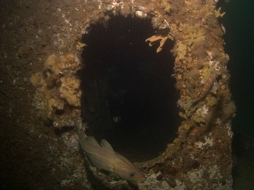 a fish swims near a hole in a shipwreck