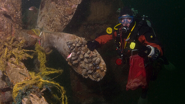 A diver next to a propeller of a shipwreck that is covered in muscles