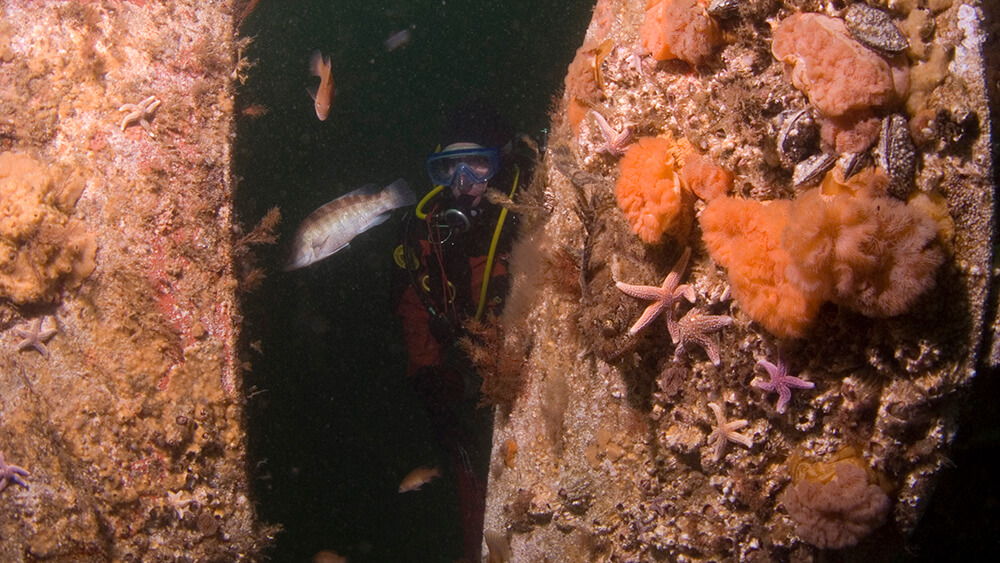 A diver looks between pieces of a shipwreck with fish all around