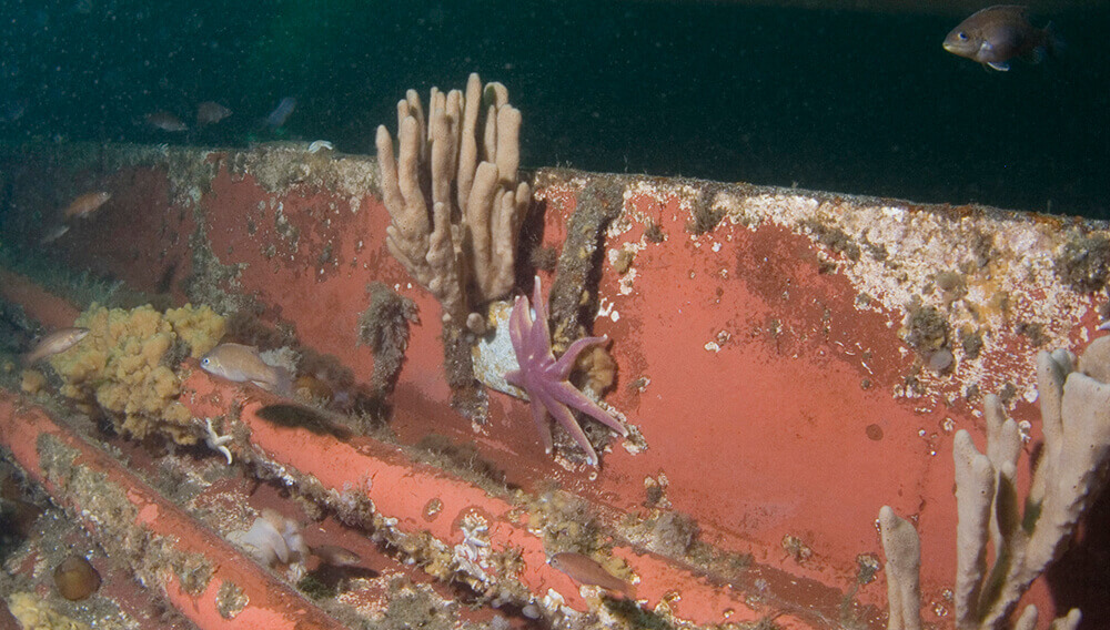 The deck of a shipwreck covered in marine growth and sea stars