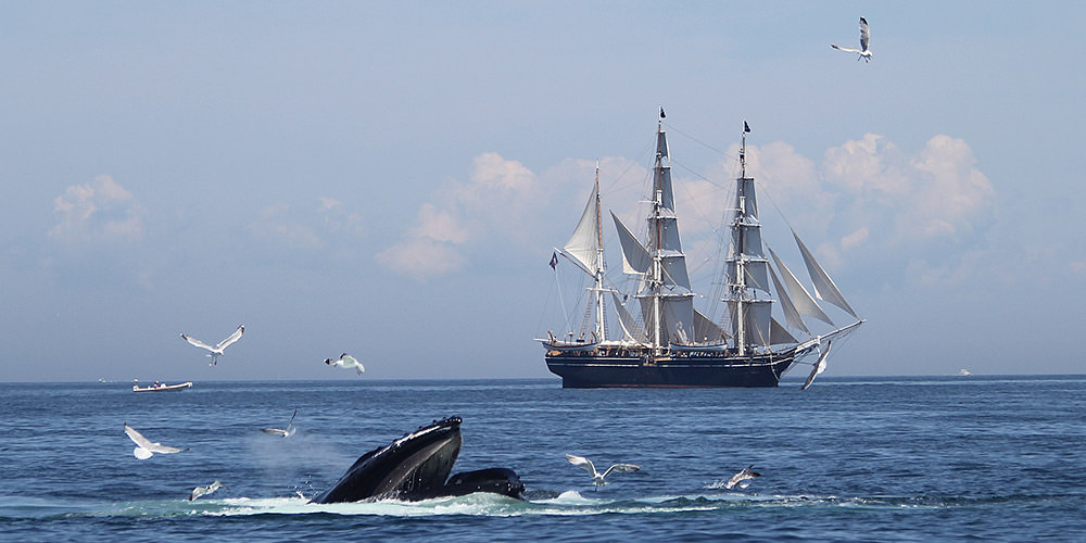 whales swimming in the foreground and the Charles W. Morgan sailing in the background
