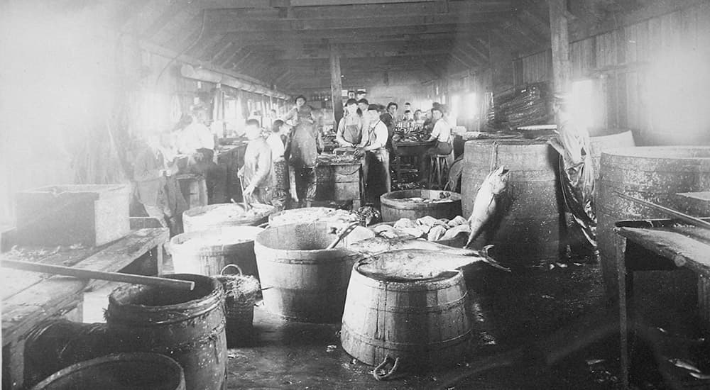 group of people working at a fish prcess facility, bucket of fish are in the foreground