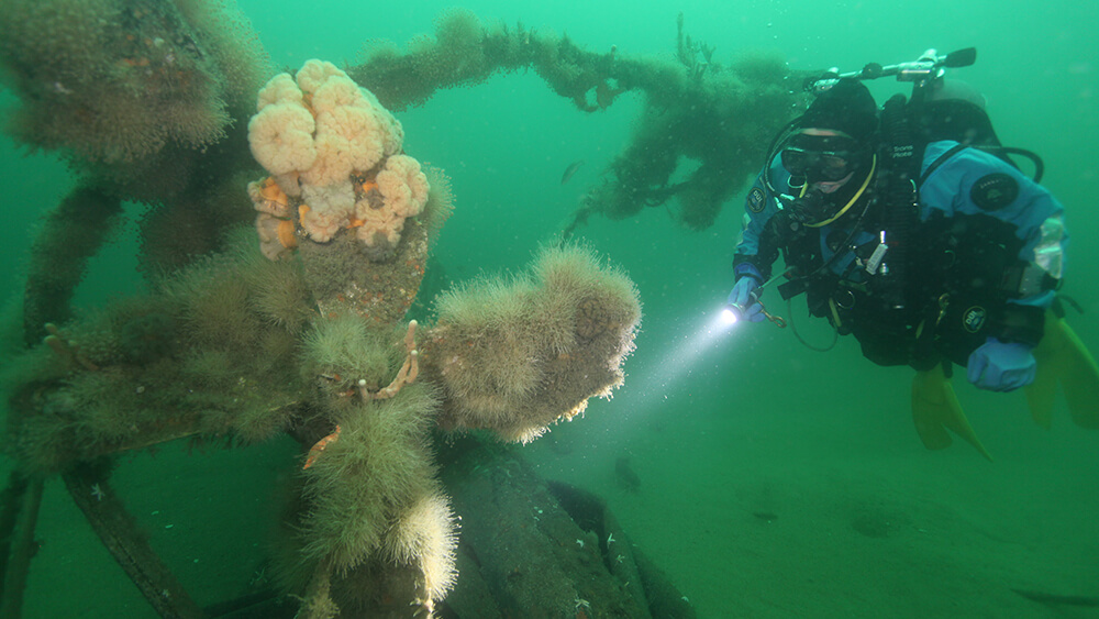 A diver examens the propeller of a shipwreck covered in marine growth