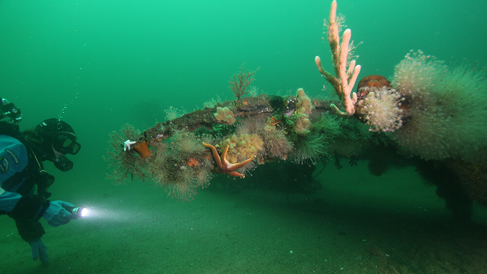 A diver inspects a shipwreck
