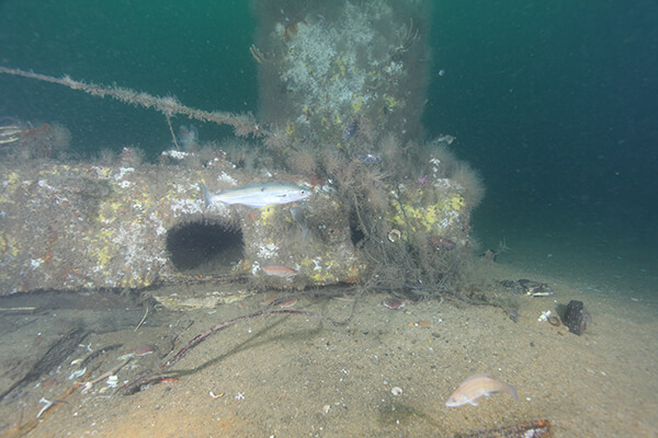 Part of a shipwreck covered in fishing nets