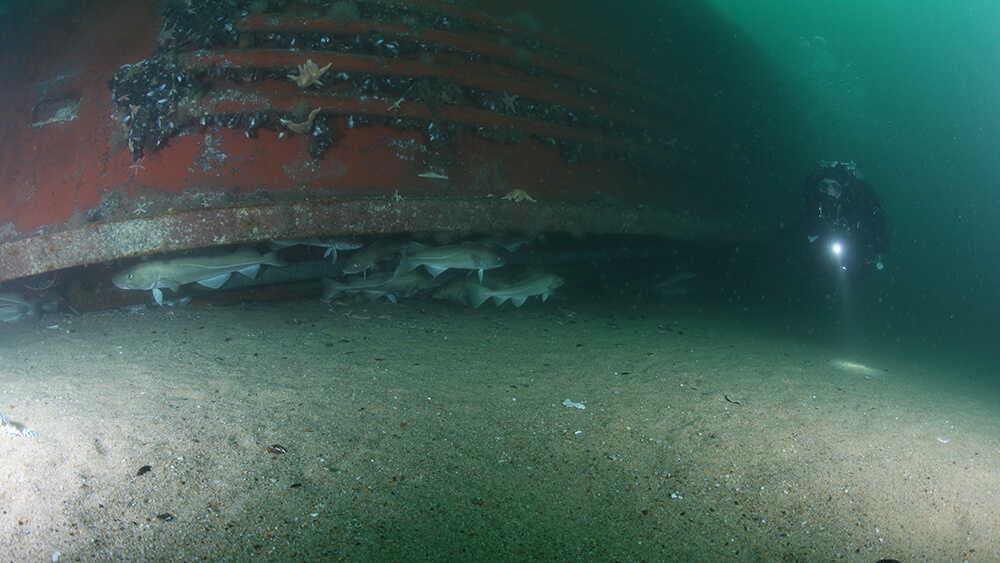 Many fish gather under an overturned part of a shipwreck