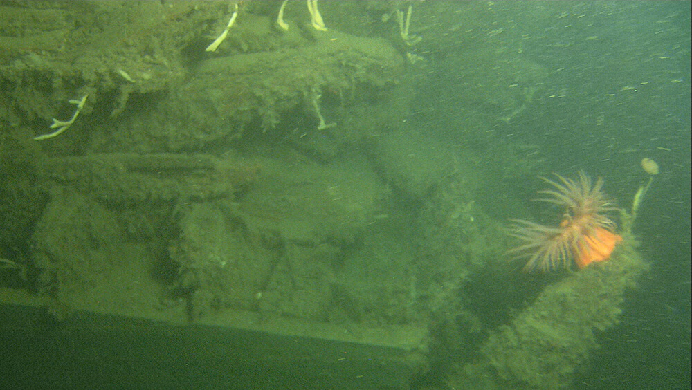 An anemone attached to a shipwreck