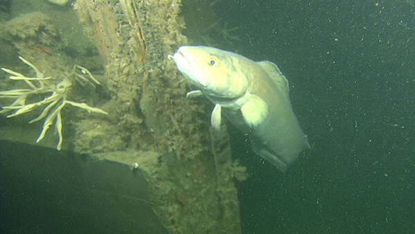a gray fish swims near a shipwreck