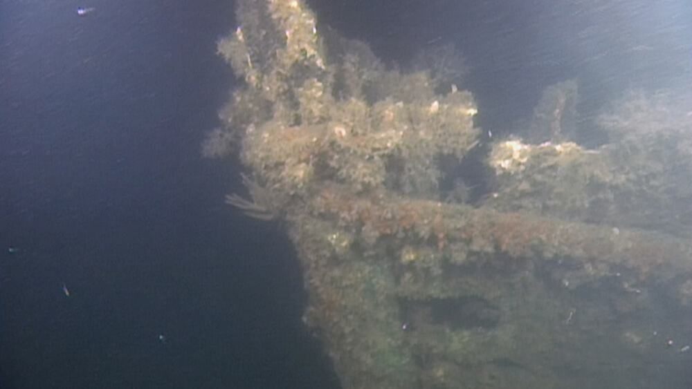 Part of a shipwreck coverd in marine growth