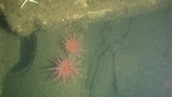 A pink anemone sits next to a hole in a shipwreck
