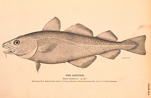 detailed drawing of an atlantic cod