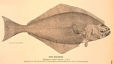 detailed drawing of a halibut