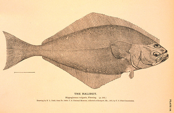 detailed drawing of a halibut